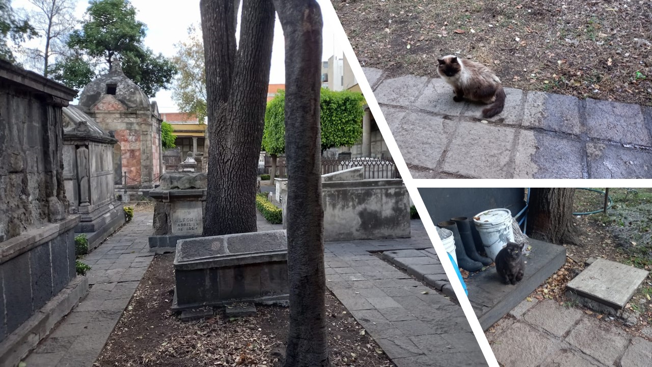 El panteón de San Fernando, entre gente en situación de calle y gatos ferales. (Miguel Ángel Tepostecto)